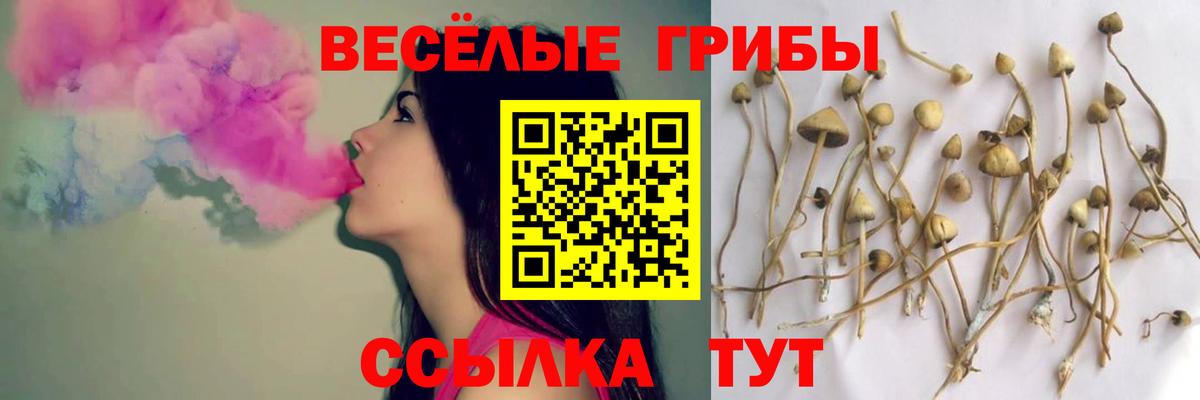 Псилоцибиновые грибы Psilocybine cubensis  Вход с VPN  Галлюциногенные грибы GOLDEN TEACHER  Топки 